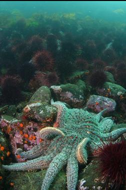 sunflower star in shallows