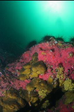 sponges and strawberry anemones