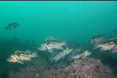 copper rockfish