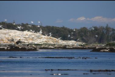 gulls around islets with trees from Discovery Island in background