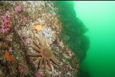 seastars on wall