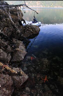 seastars in water at low tide