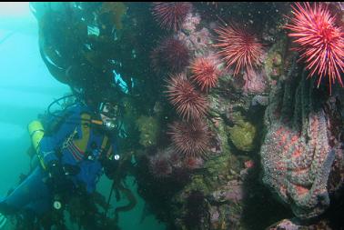 sunflower star and urchins