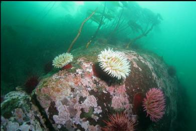 fish-eating anemones