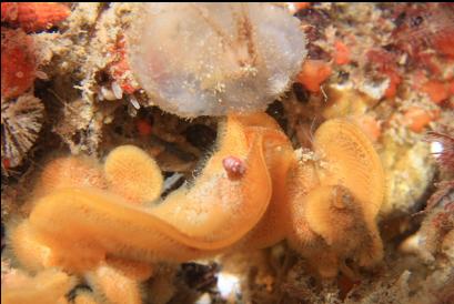 yellow bryozoans