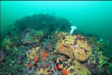 boulder pile at the end of the pipe