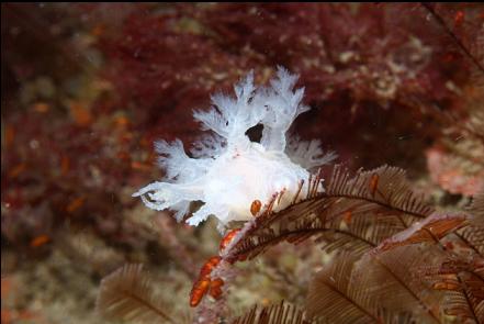 nudibranch on hydroids