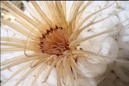 eggs around a tube-dwelling anemone