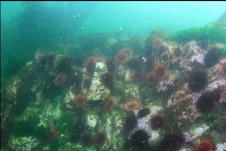 urchins in the shallows