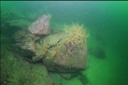 boulders at the base of the wall