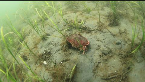 red rock crab in th eeelgrass