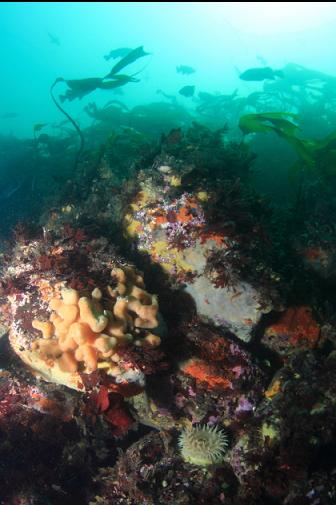 anemone, tunicates, etc.