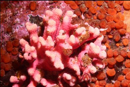 hydrocoral and orange colonial tunicates