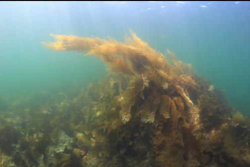 seaweed in the shallows