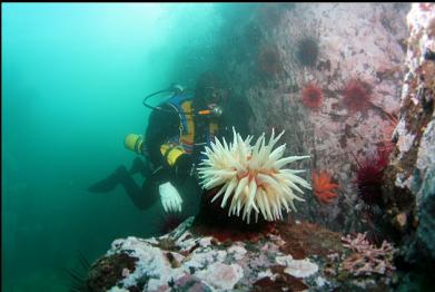 fish-eating anemone