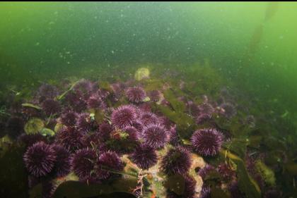 small urchins