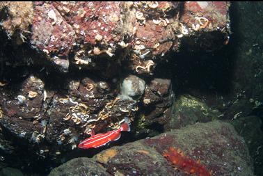 JUVENILE YELLOW-EYE ROCKFISH