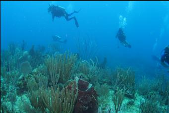 DIVERS OVER REEF