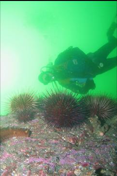 URCHINS AND CALIFORNIA CUCUMBER