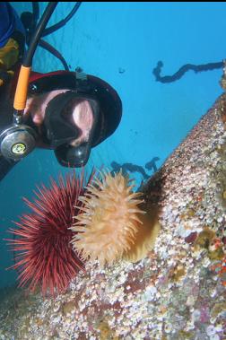 anemone and urchin