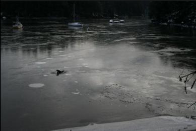 ENTRY POINT AND TRAIL OF BUBBLES