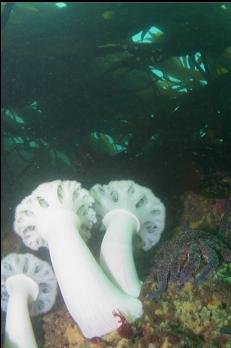 PLUMOSE ANEMONES AND SUNFLOWER STAR UNDER KELP