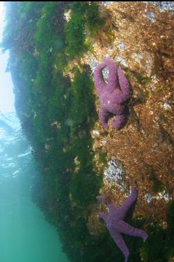 seastars in shallows on second dive