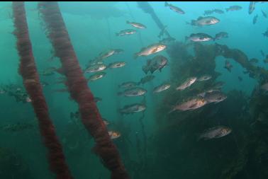 rockfish in kelp