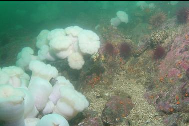 quillback rockfish and plumose anemones