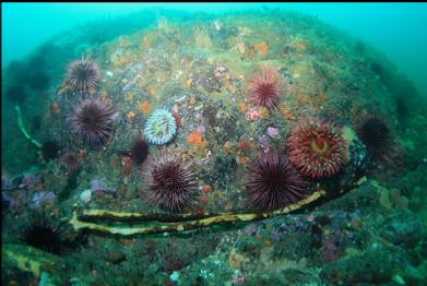 anemones and urchins