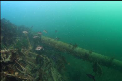 rockfish and piling lying on engine