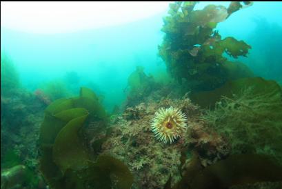fish-eating anemone on South side of point