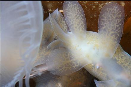 hooded nudibranchs