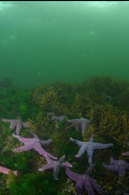 SEASTARS IN SHALLOWS