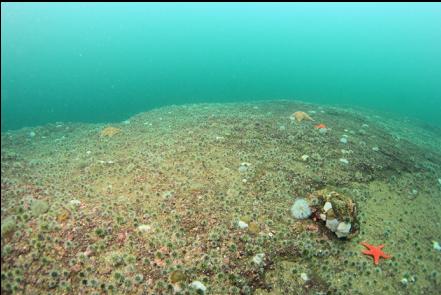 tiny urchins and plumose anemones on top of the reef