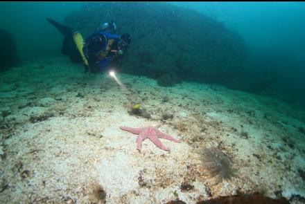 seastar and nudibranch 20 feet deep