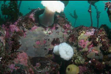 anemones on top of reef