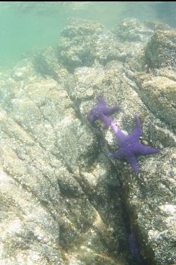 seastars near surface