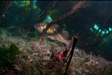 copper rockfish in kelp