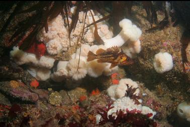 copper rockfish and plumose anemones