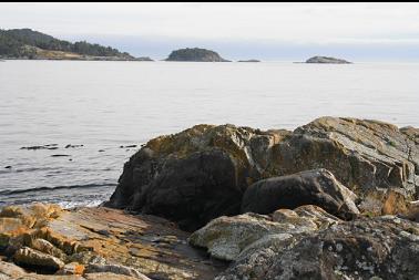 looking across Becher Bay from Lamb Island