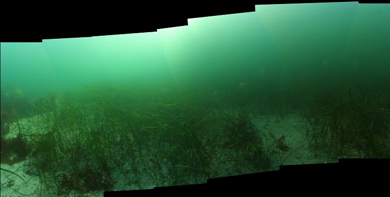 eel grass panorama