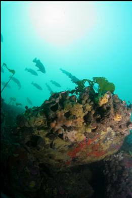 boulders on sewer pipe reef