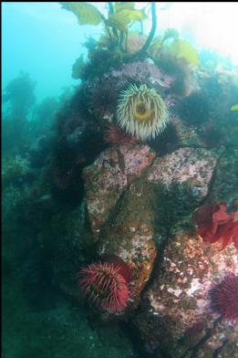 fish-eating anemones