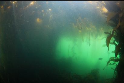 rockfish in distance