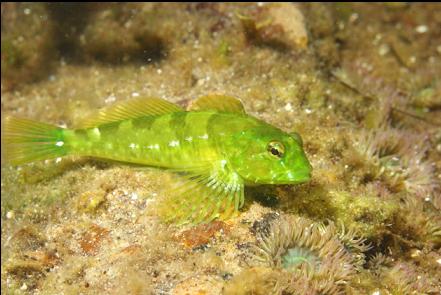 sculpin