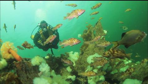 copper rockfish