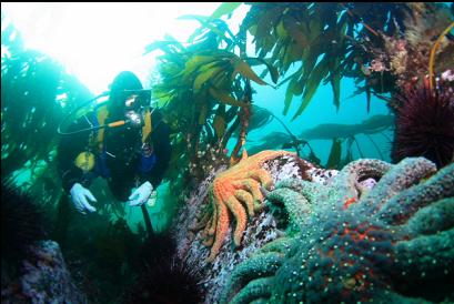 sunflower stars