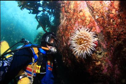 fish-eating anemone