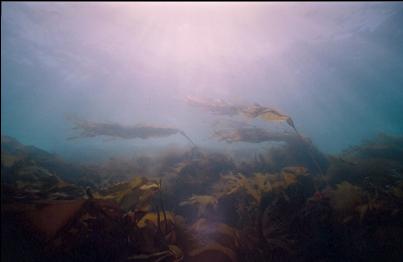 YOUNG KELP IN SHALLOWS